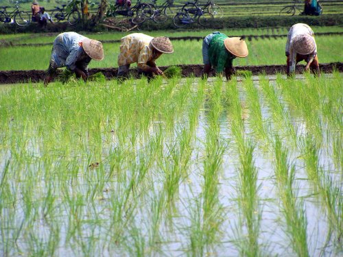 petani